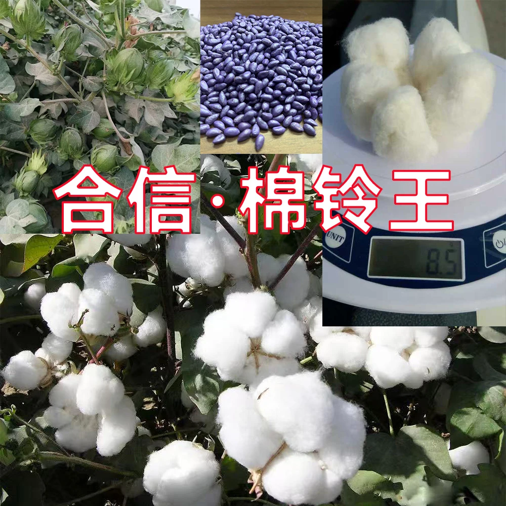 合信·棉铃王 结铃性强 桃大单铃重高双铃多铃抗虫高产 种子意向金