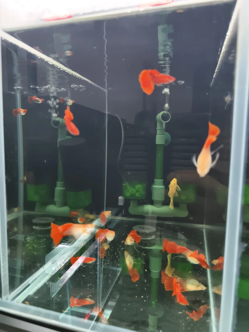 血红大c10条，直播间福利，包邮不包损