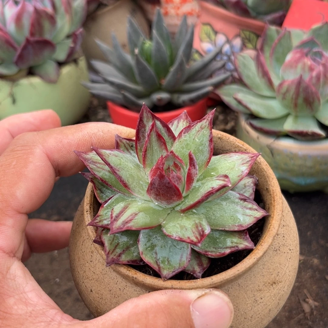 咖****惊鸿仙子多肉植物