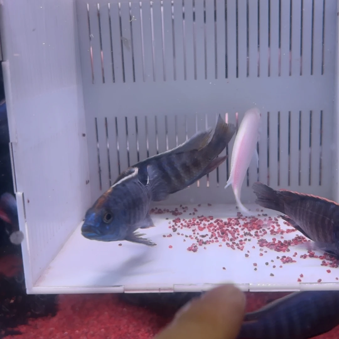 慈鲷鱼福利80号4条