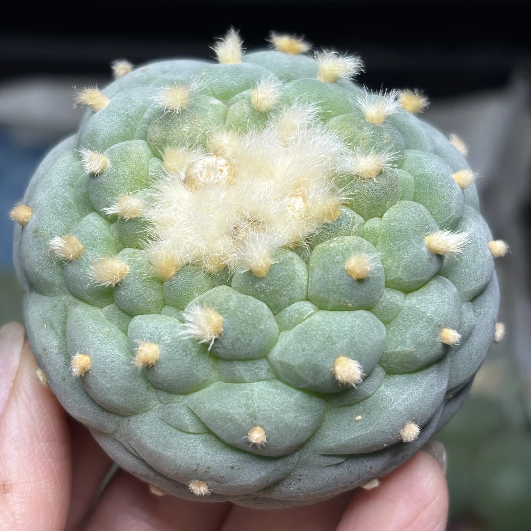 仙人球 无根 一物一拍 597