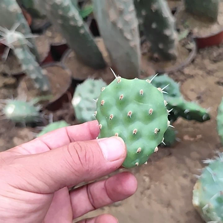 胖子硫磺仙人掌无根叶片