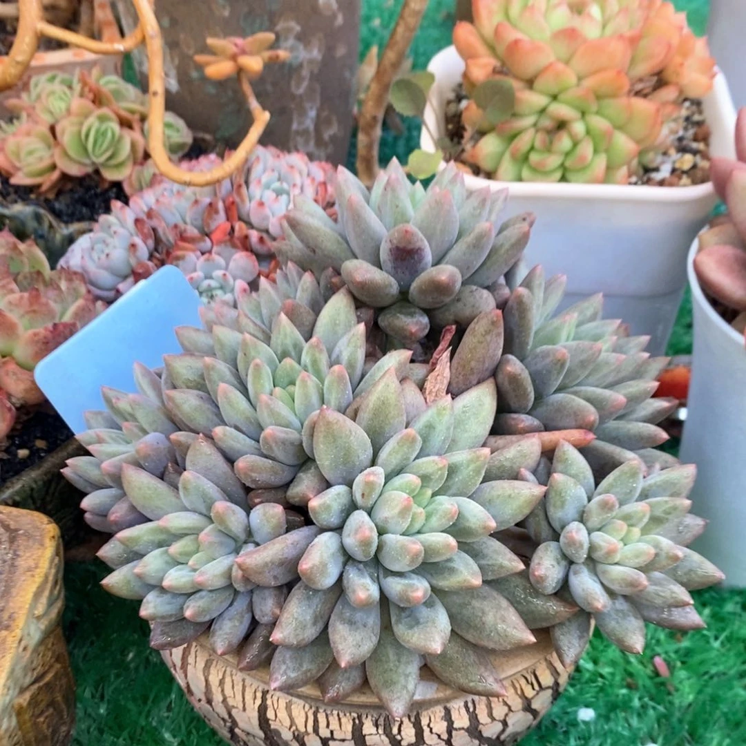 水晶球多肉植物盆栽