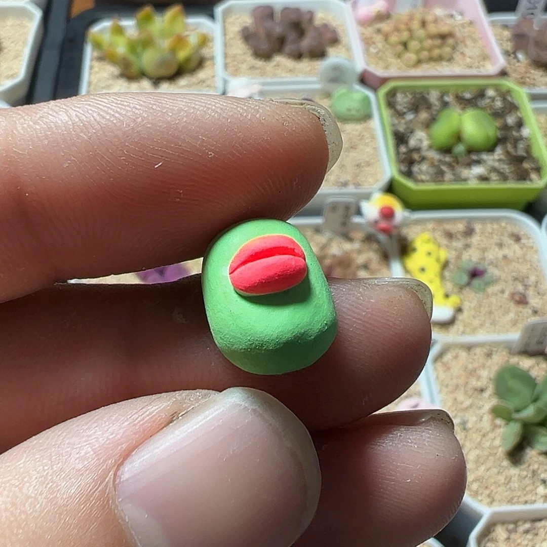 星**灯香肠嘴 多肉肉锥