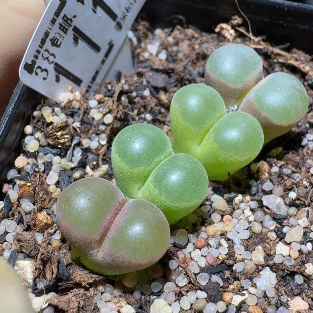 zzzz精品生石花1116磁铁