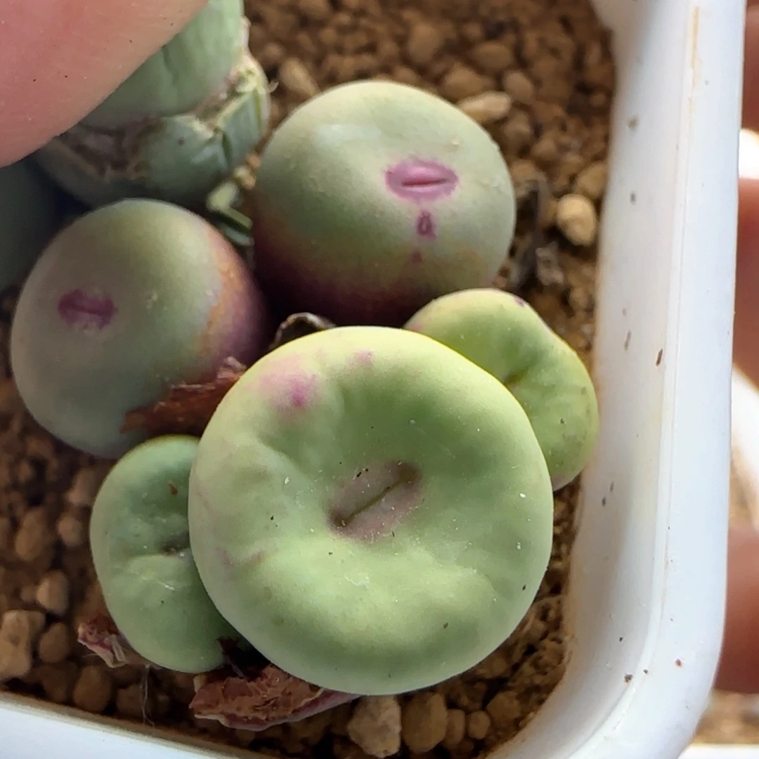 5620 大白多肉植物园