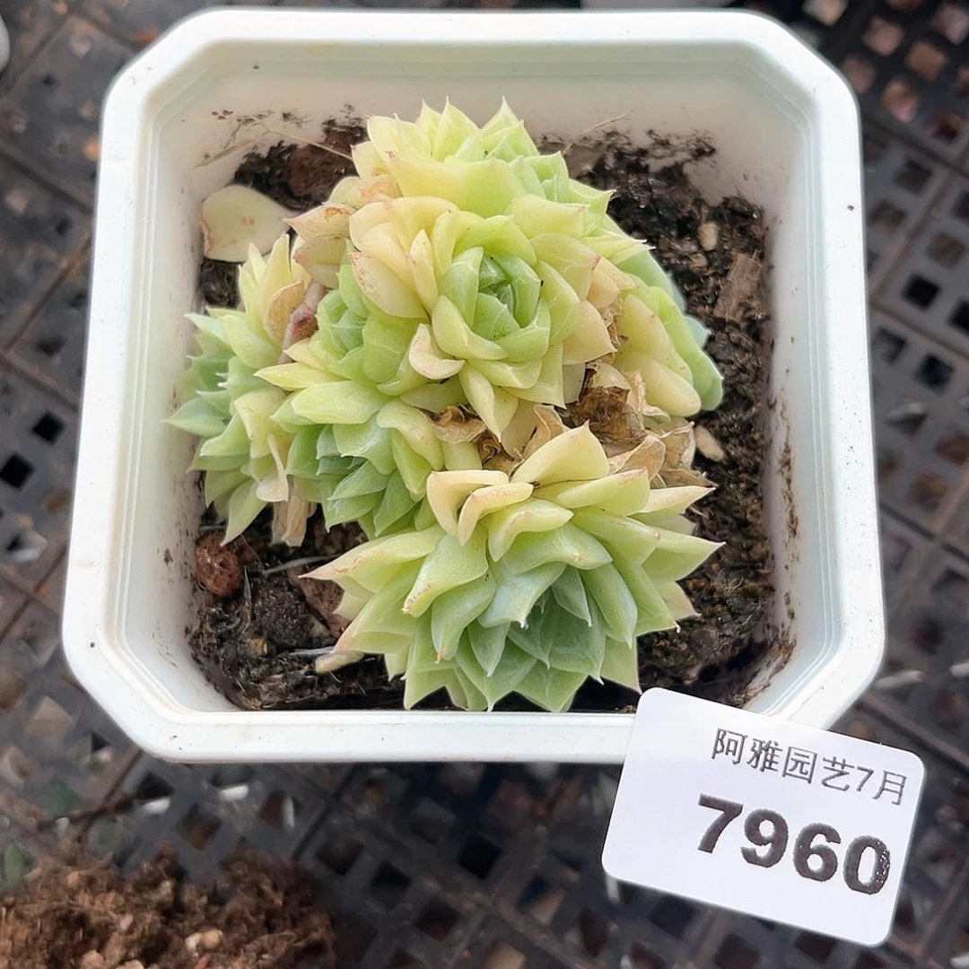 阿雅园艺。     7960