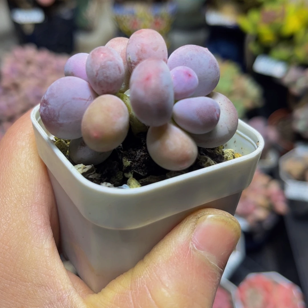 057小糖豆5厘米多肉