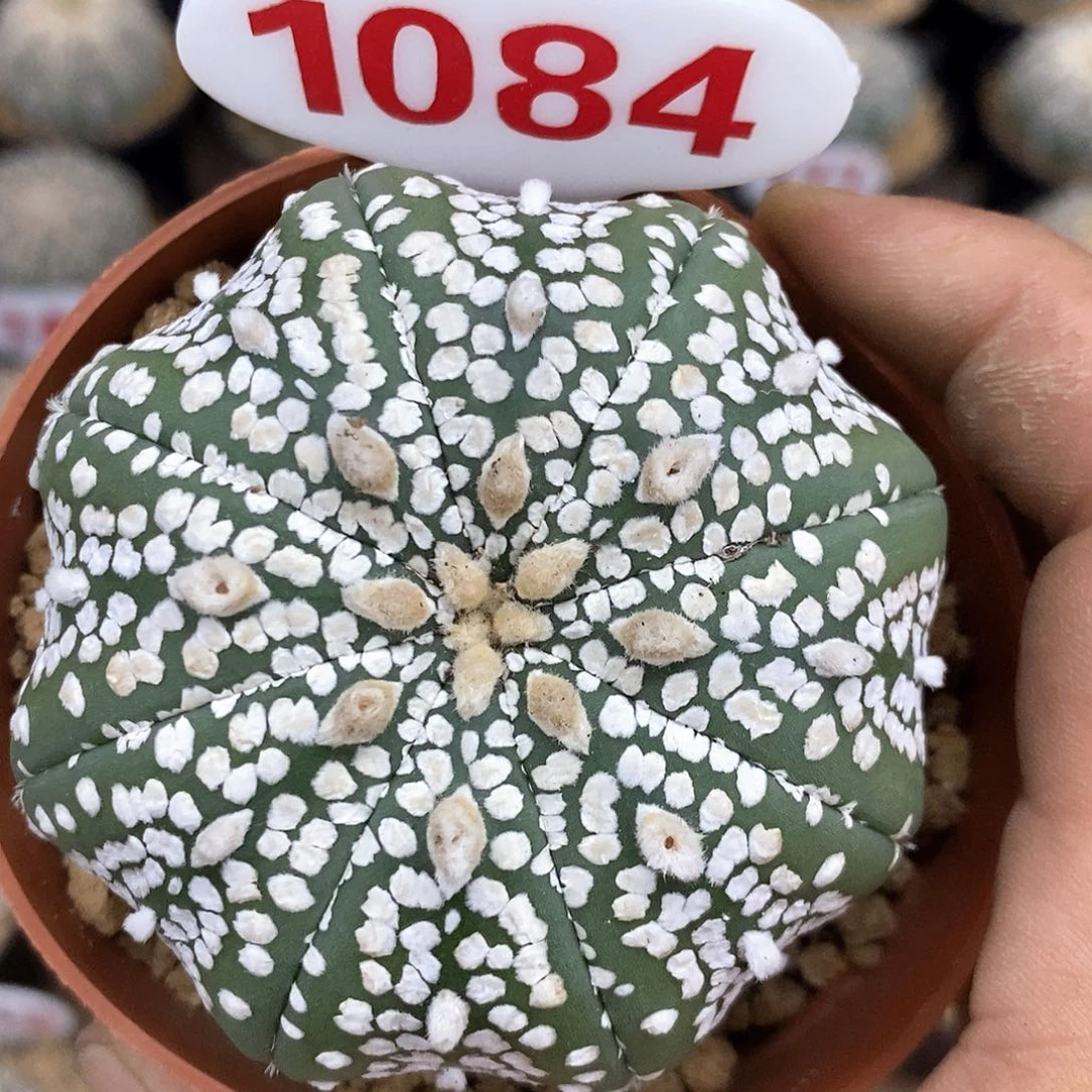 1084福利特价来了
