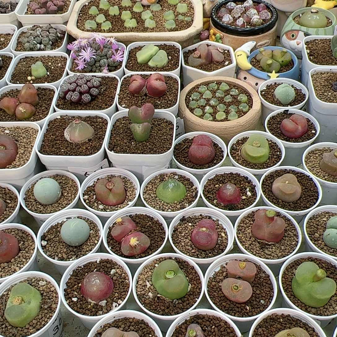 【闪购商品】J****n307+308 一起