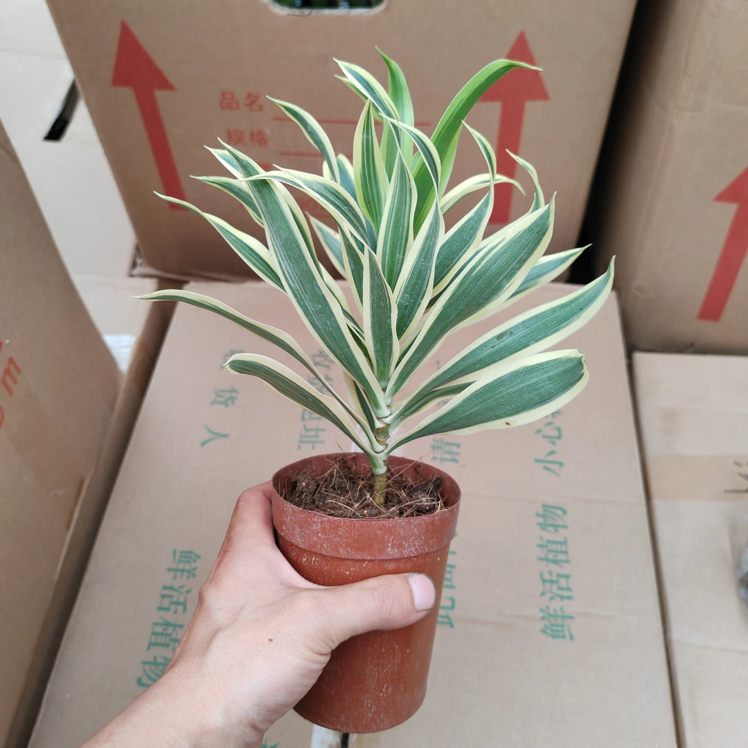 金边百合竹盆栽室内耐阴好养植物