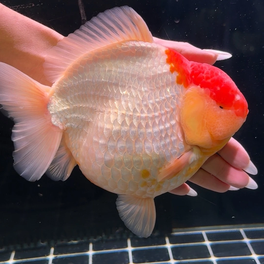 金鱼类不分公母15