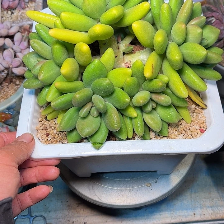 多肉植物一物一拍