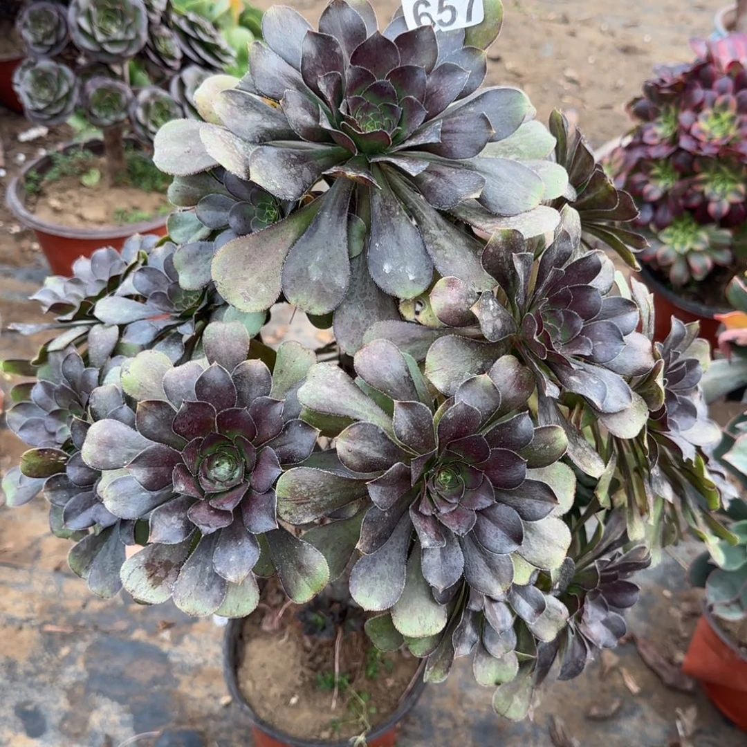 炫彩圆叶657满20包邮断枝不包