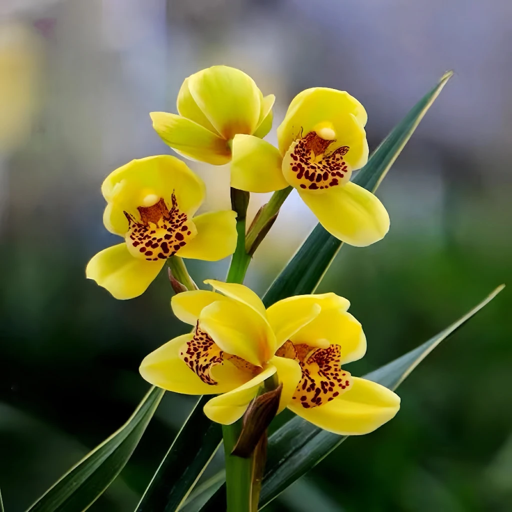 带花苞【金凤凰】建兰浓香兰花浓香型室内好养绿植