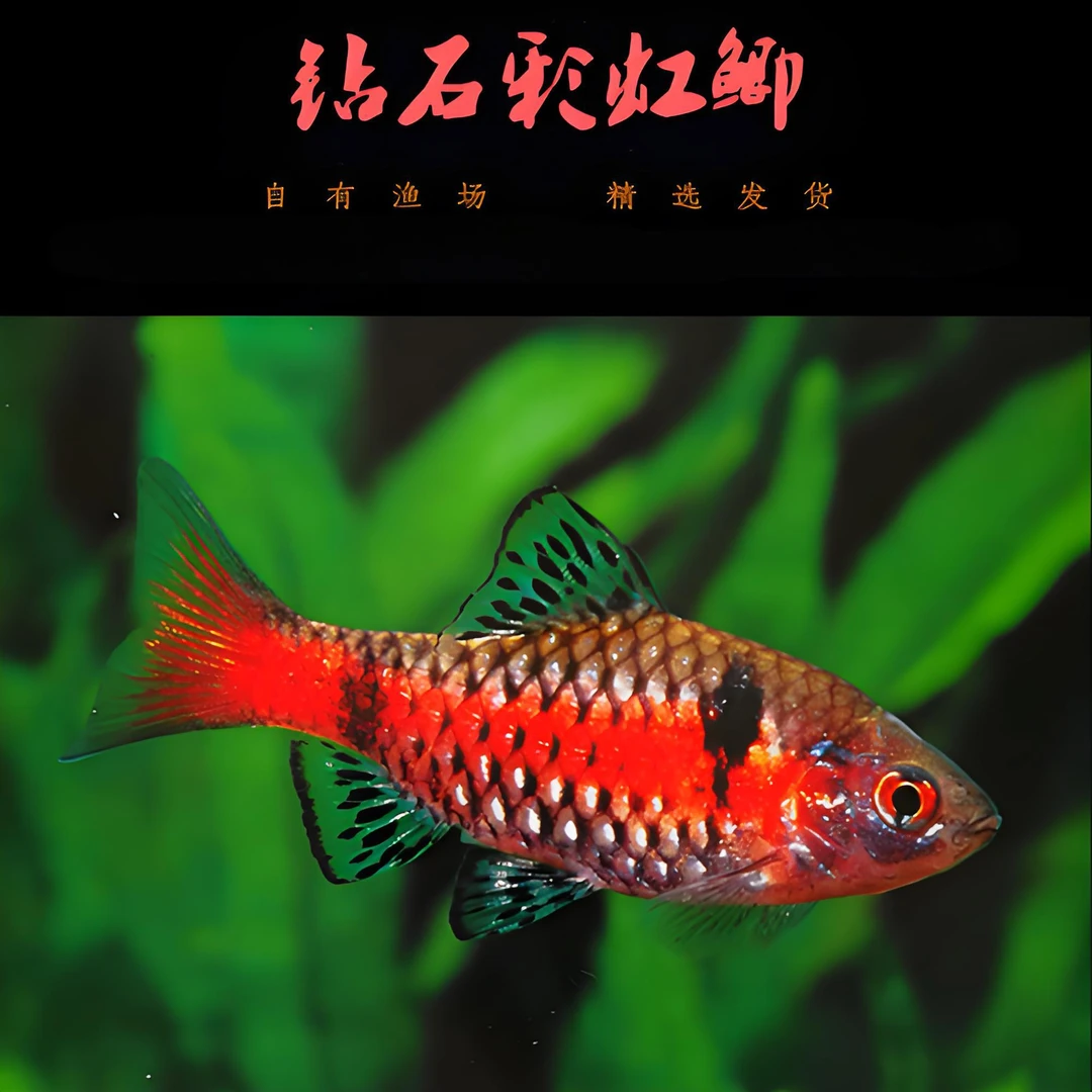 钻石彩虹鲫小型观赏鱼发色好看