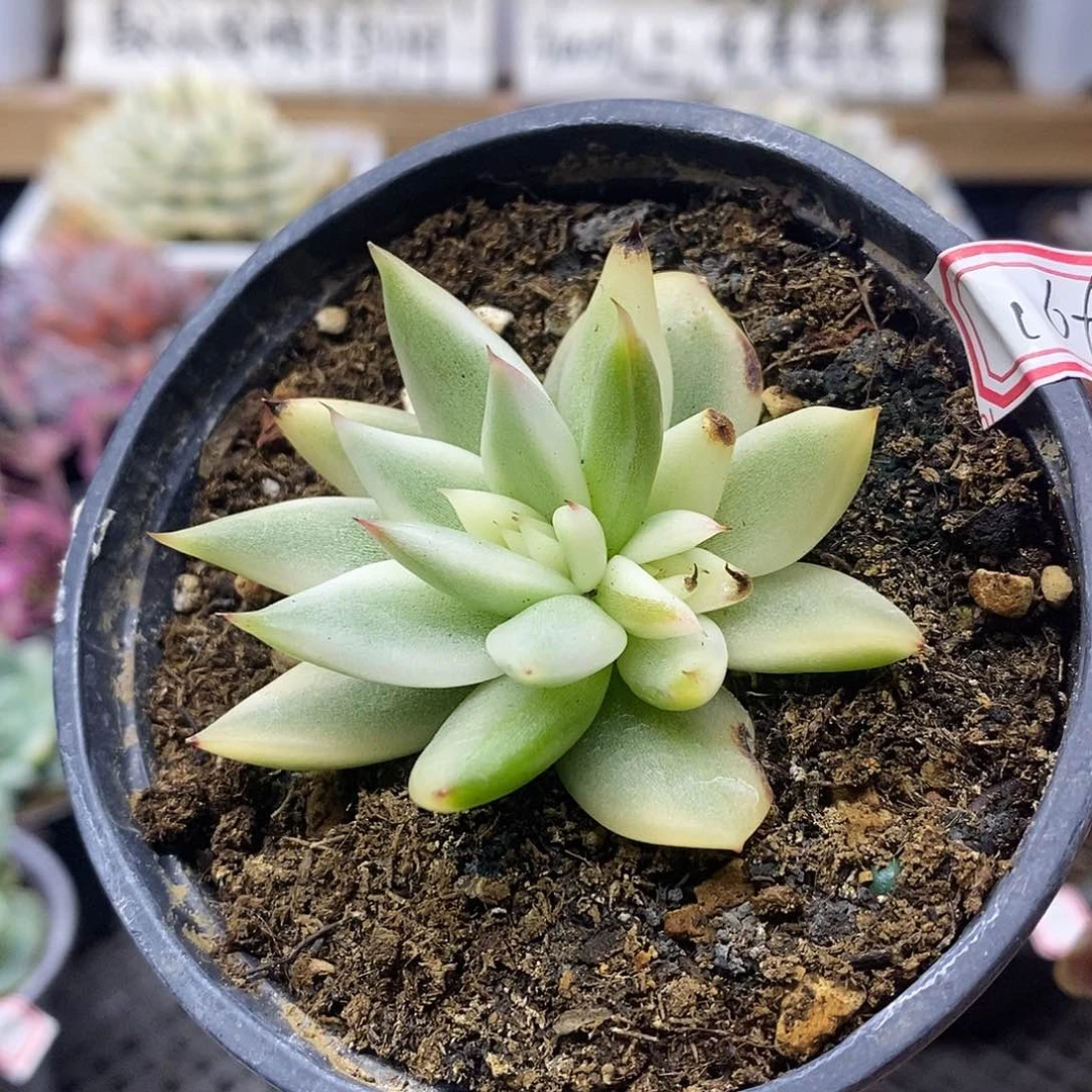 16169 玛利亚锦双头