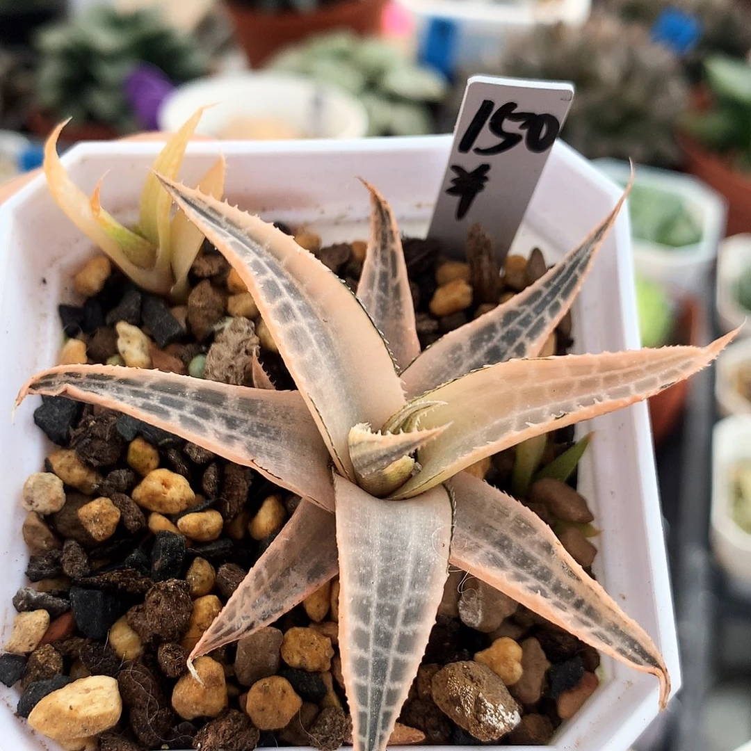 龙鳞锦，一物一拍，