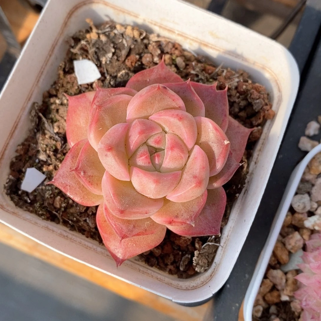 精品多肉一物一拍200