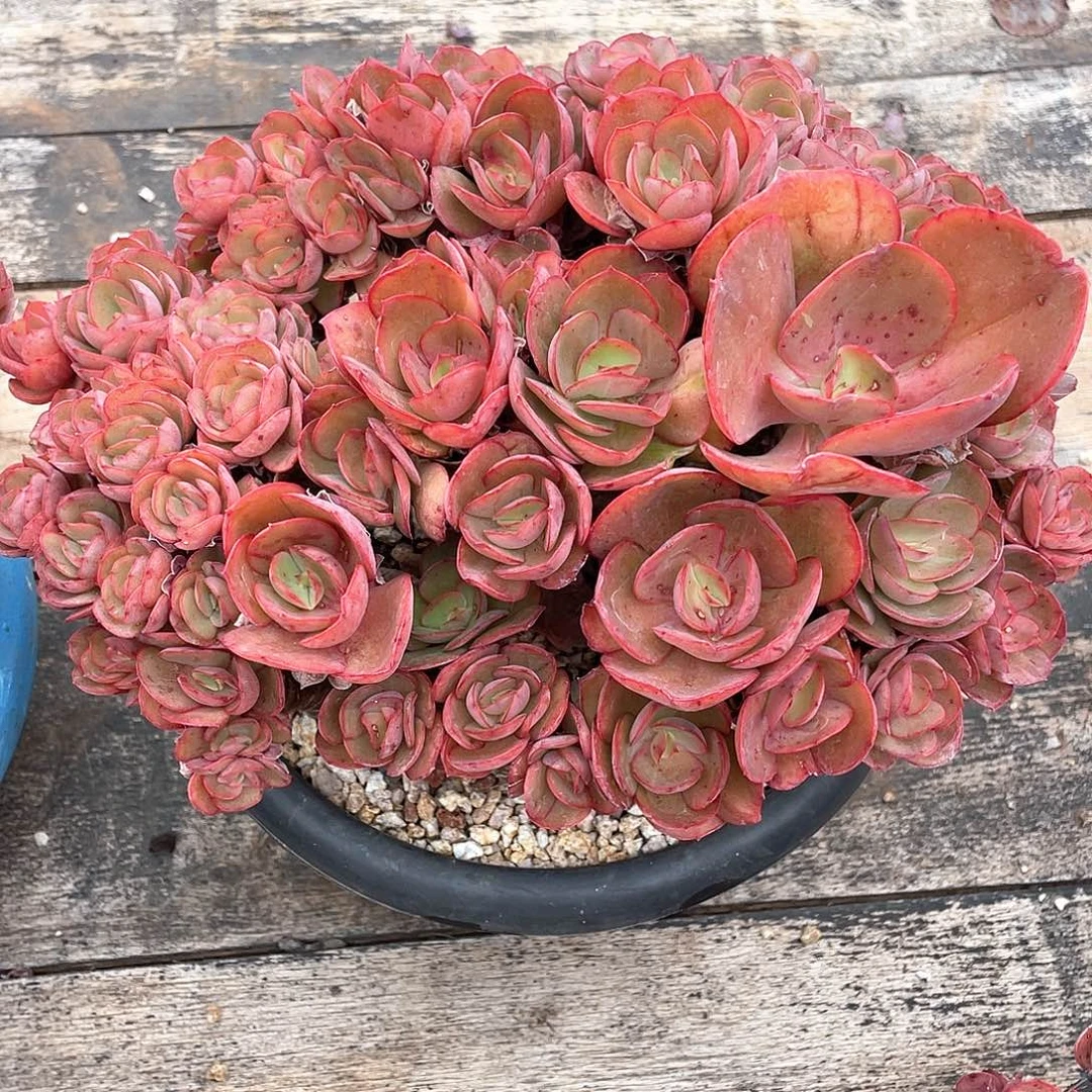 c***。多肉植物一物一拍