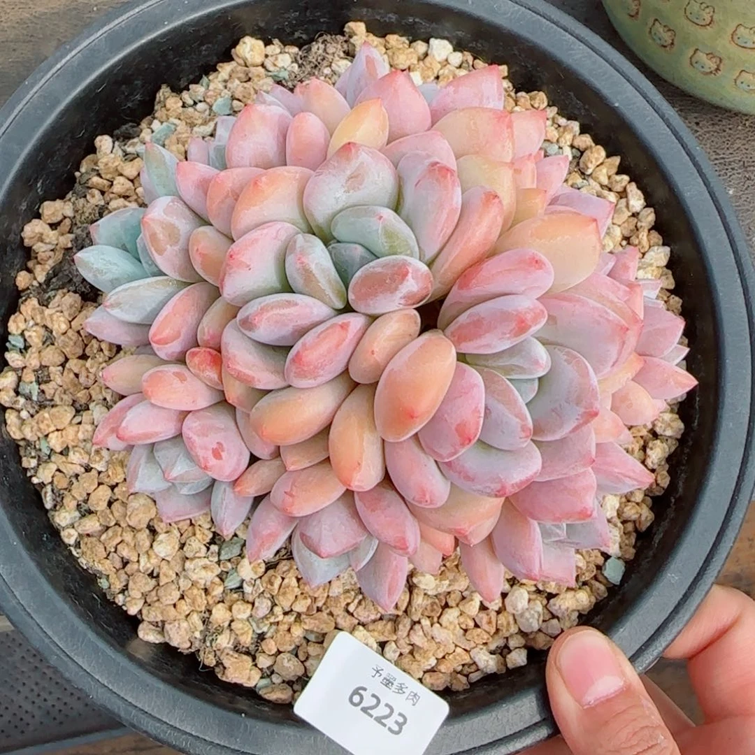 香橙，6223多肉植物