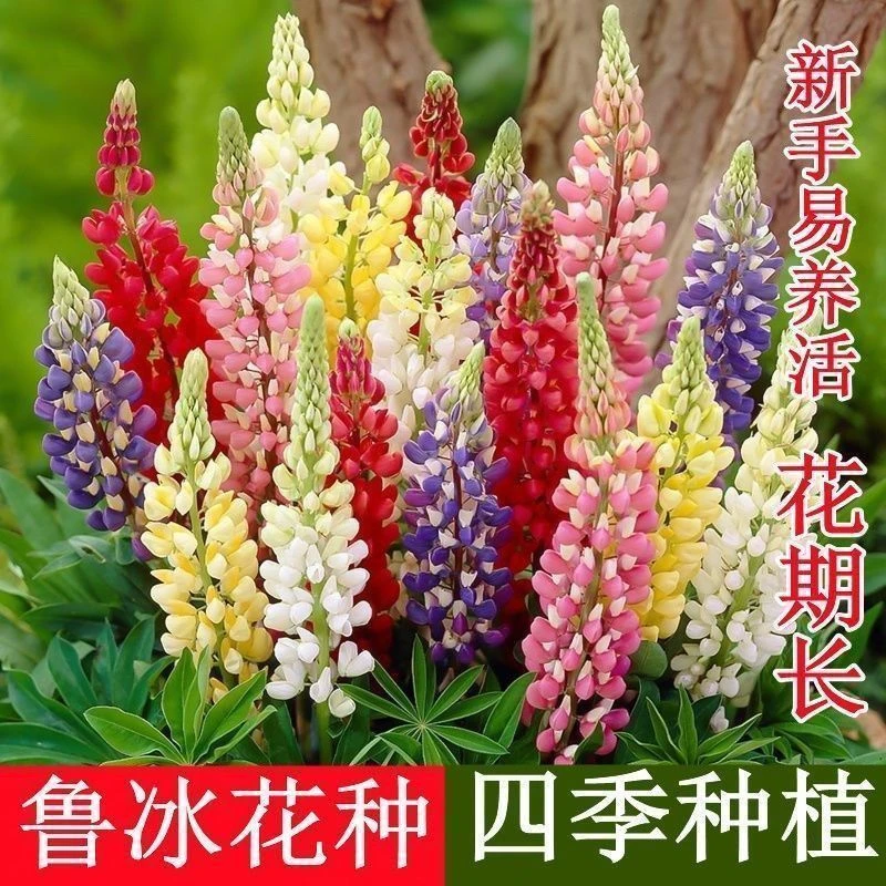 羽扇豆鲁冰花种子四季播种耐寒庭院易活多年生阳台盆栽植物懒人花