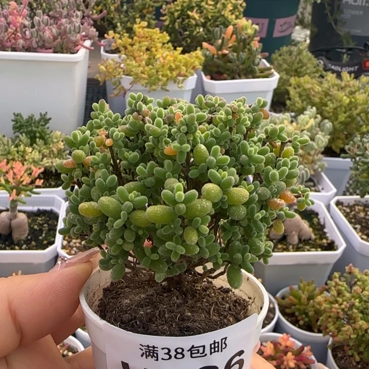 636-蜜桔糖球植物枝干