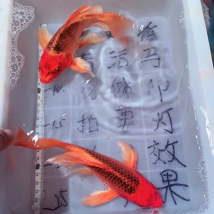 蝴蝶鲤鱼渔场直发102