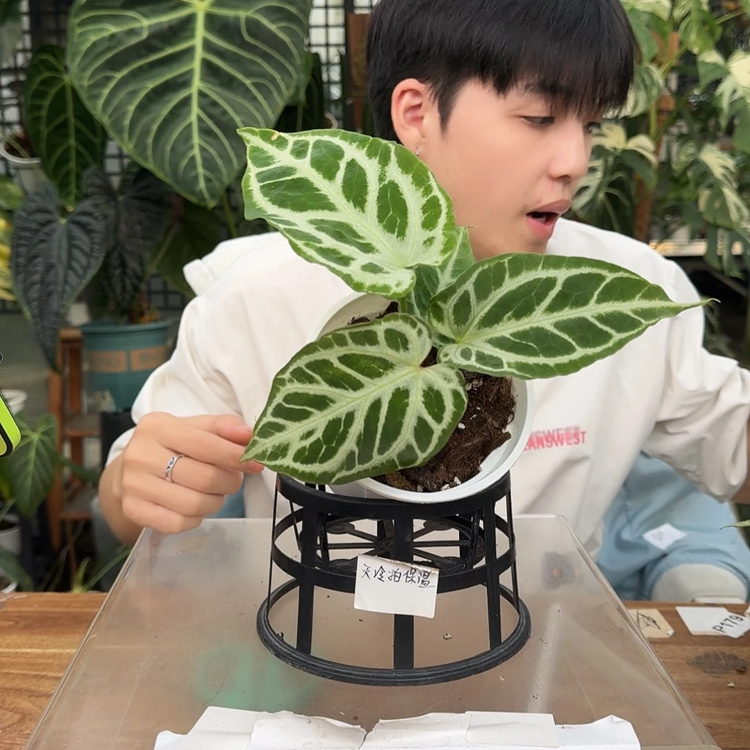 完全开放C117skg银杂银虎