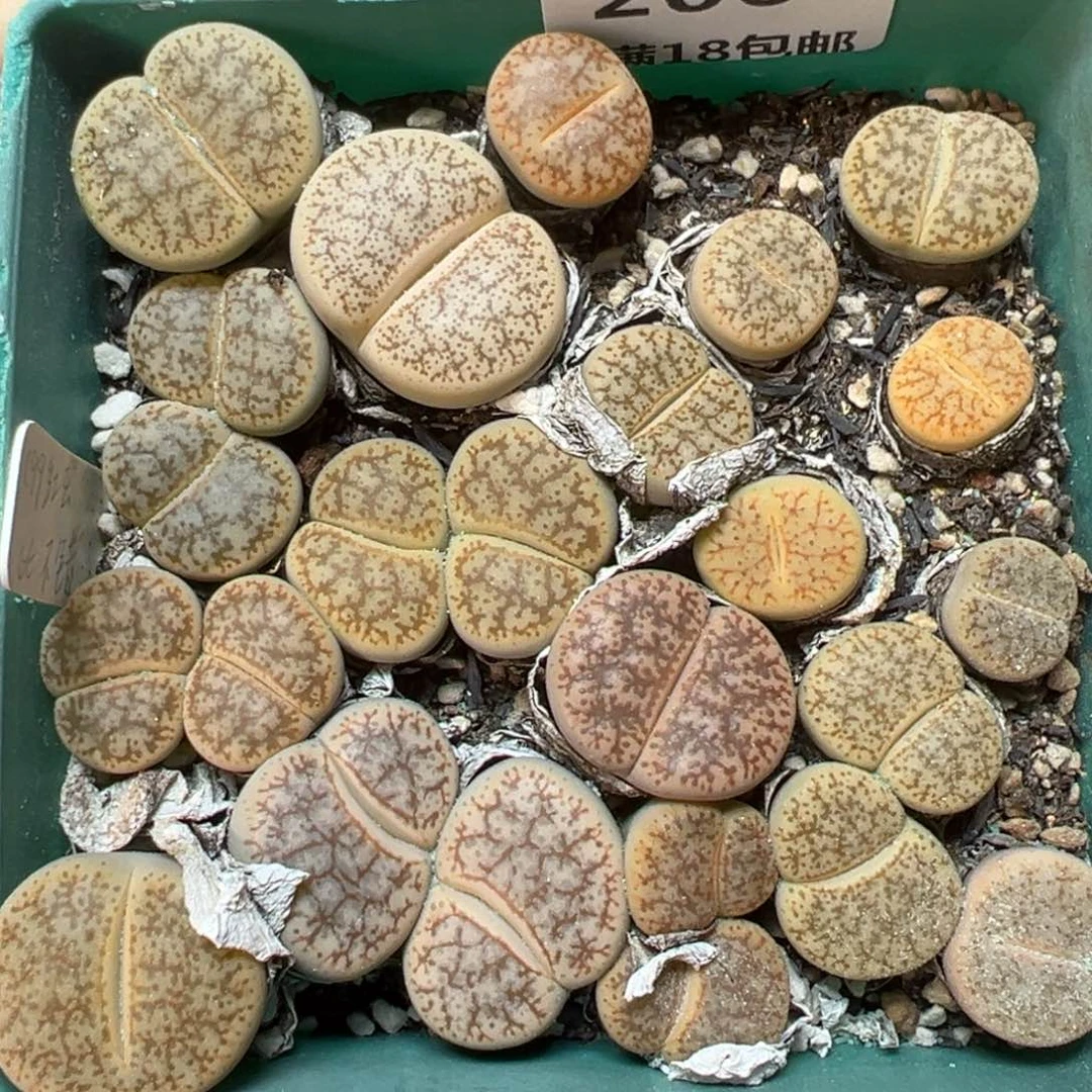 【闪购商品】206。