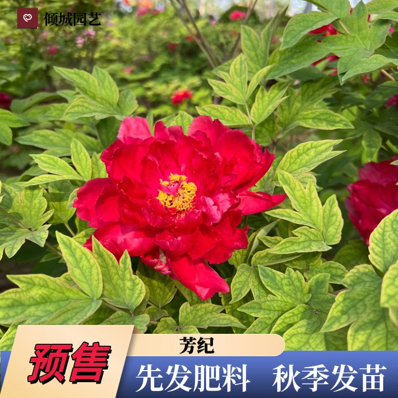 牡丹【芳纪】先发肥料 秋季发苗