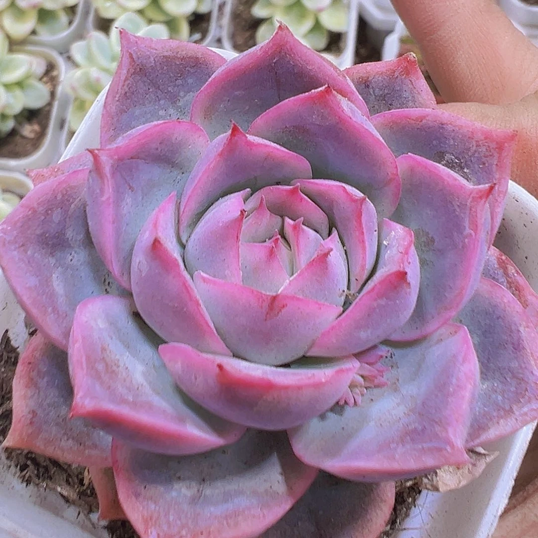 孤星19包邮多肉植物