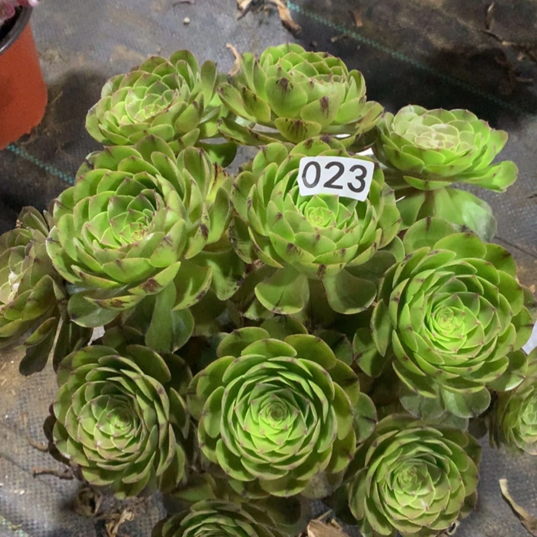 【闪购商品】23万拉丝
