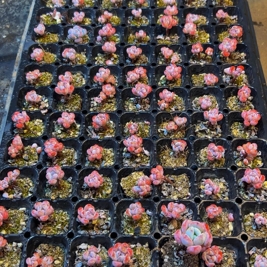 534多肉葡萄的价格是