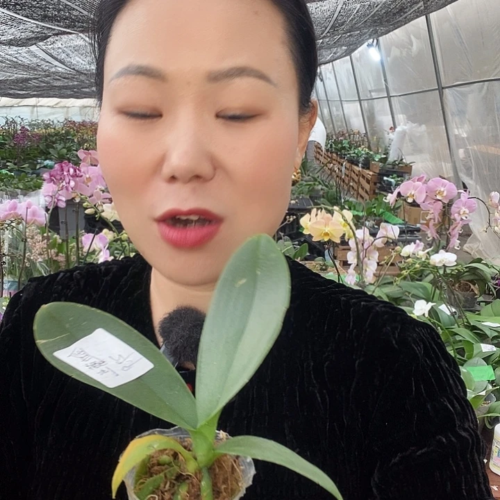 无花朵金边蕾丝蝴蝶兰