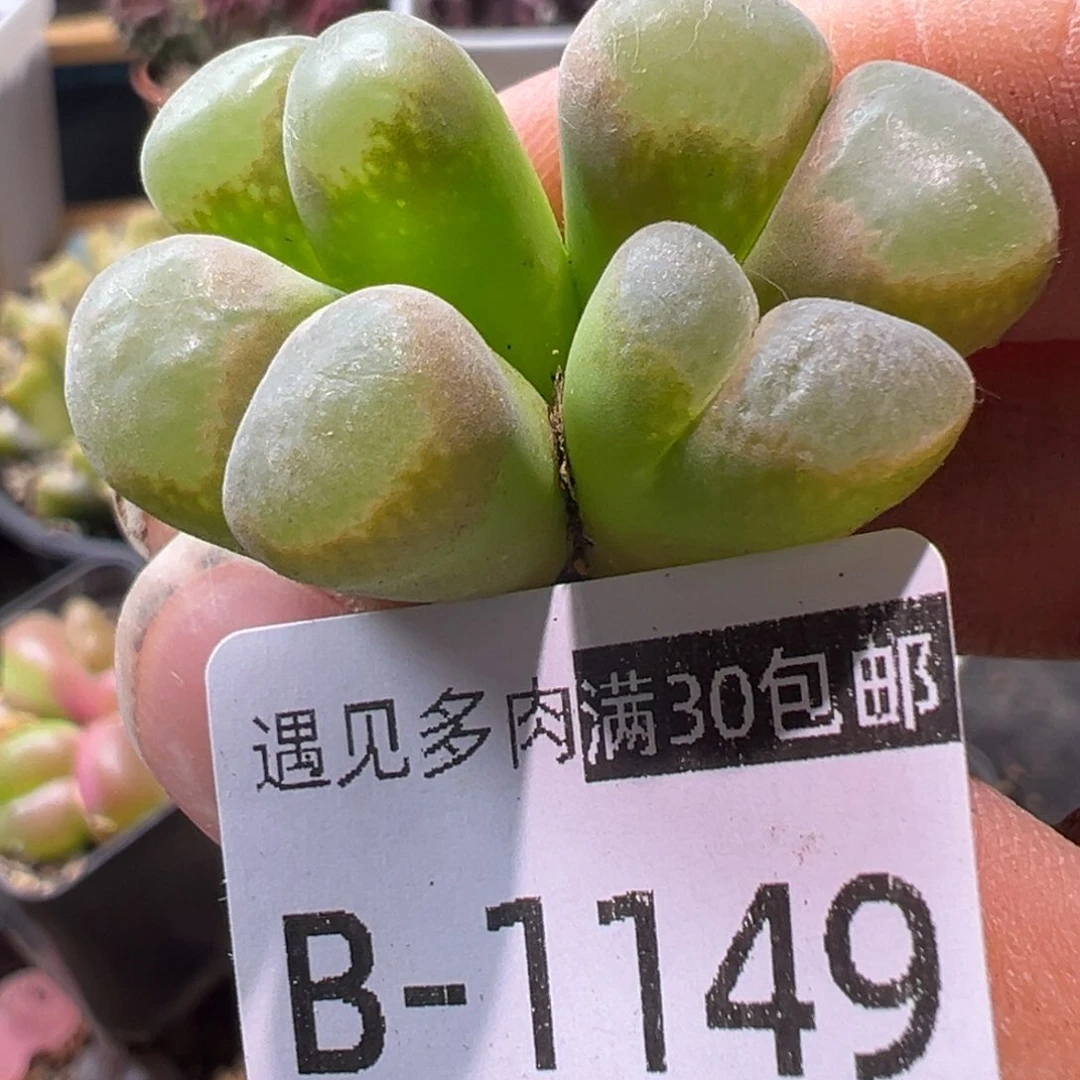 多肉植物11111111111111