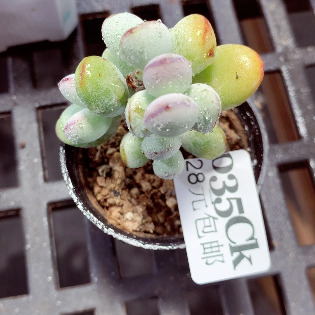 5厘米盆精控多肉035