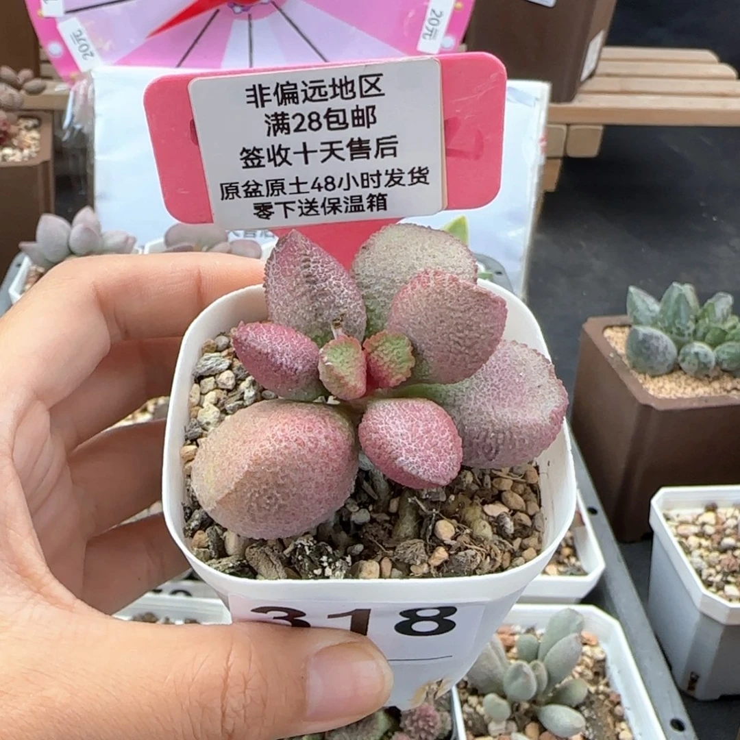 318赛猪肝多肉植物