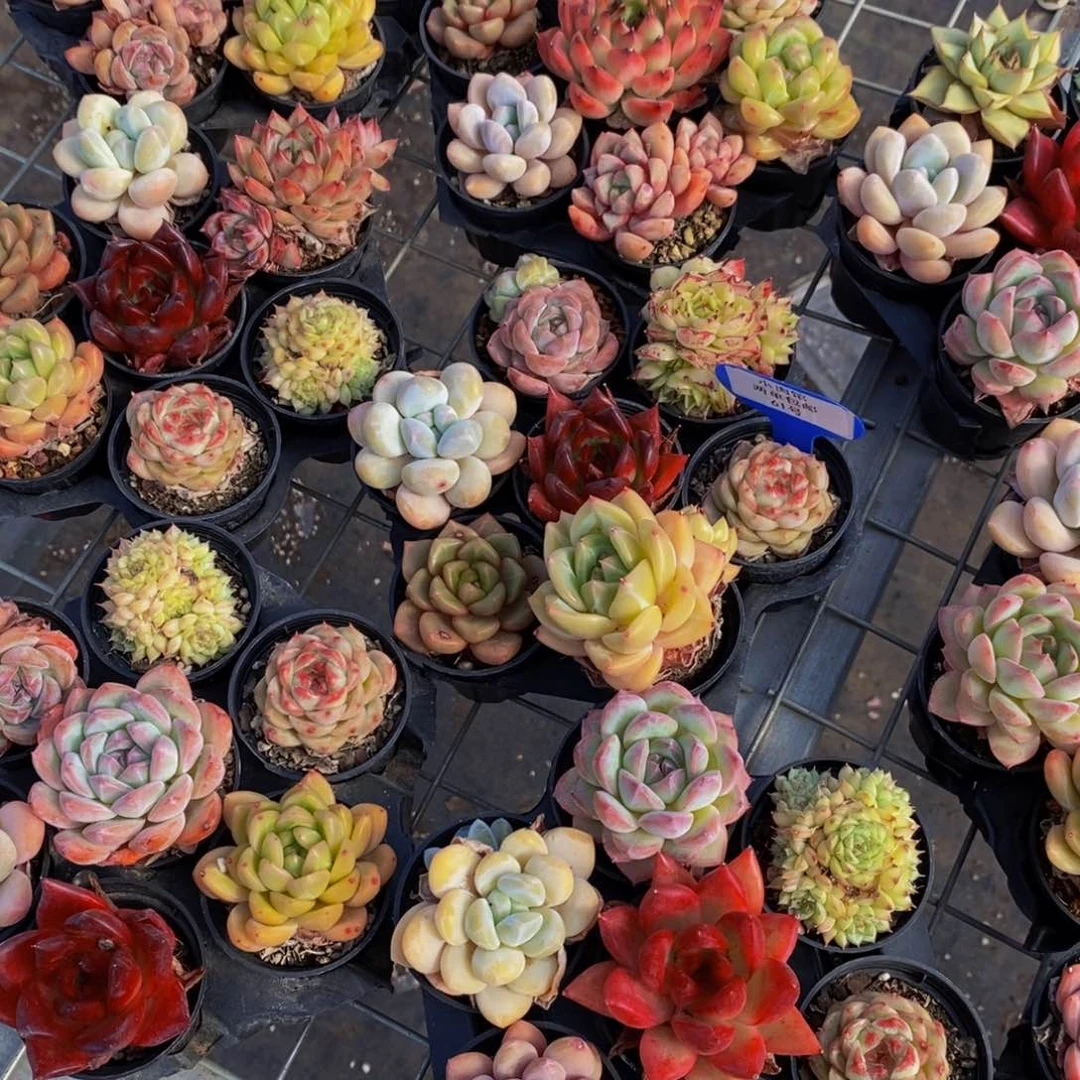 61-开播福利精品七彩组合七个 带托架