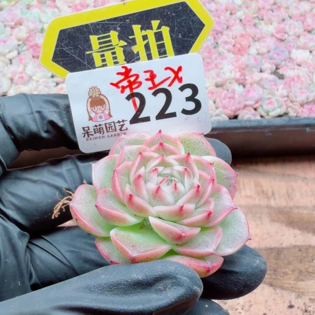 多肉植物多肉植物
