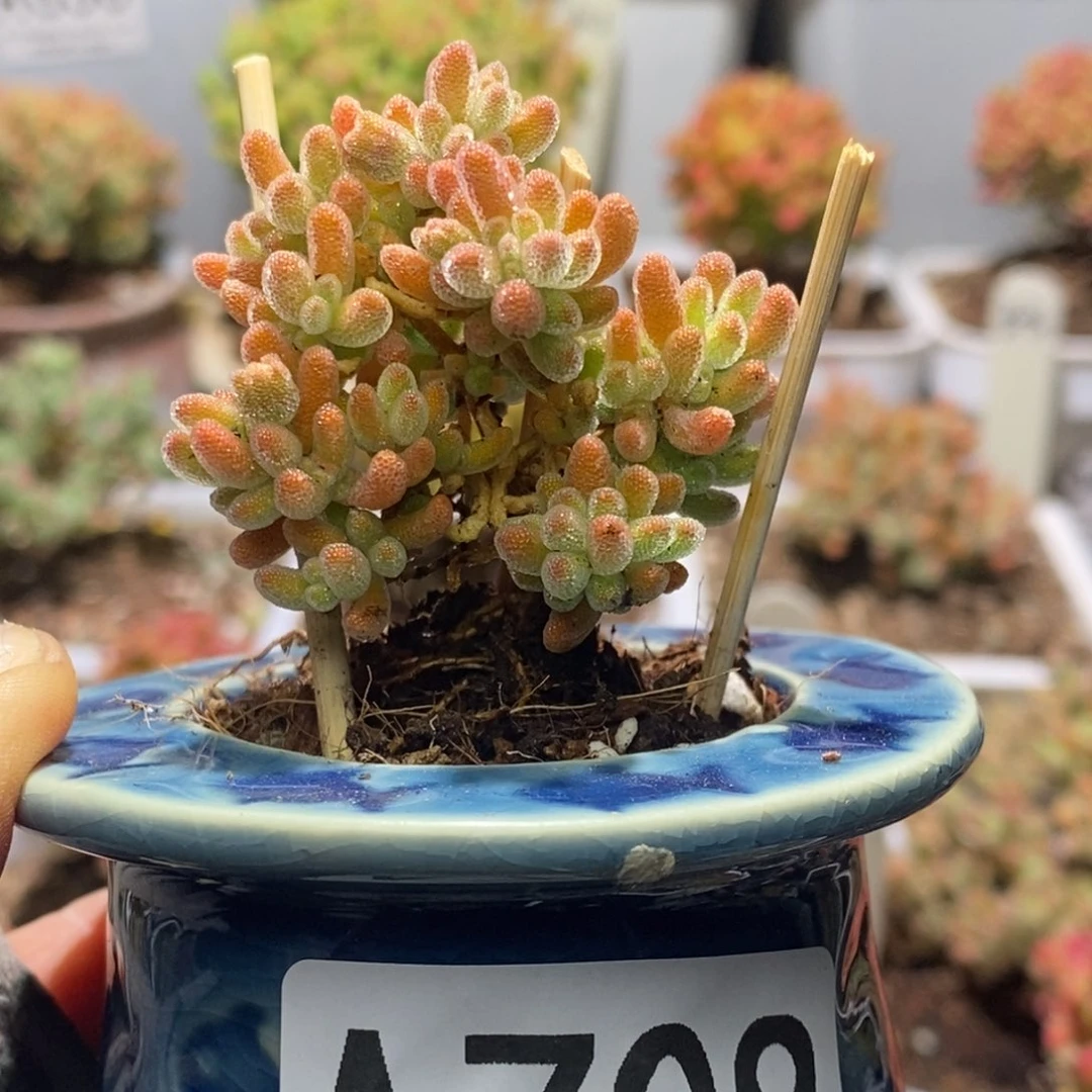 冰晶杂带盆A708年后发货