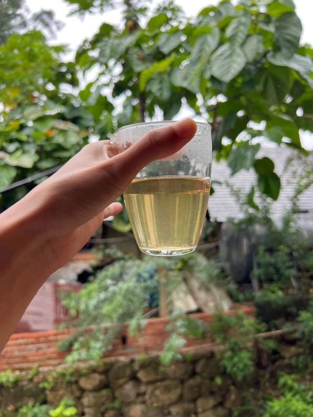 2023景迈山大树秋茶