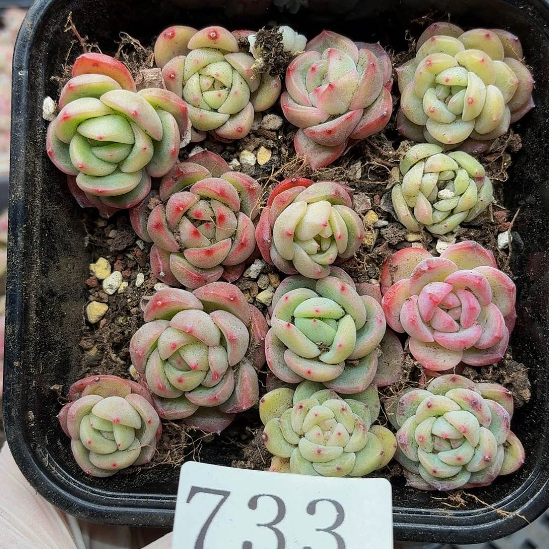 多肉植物多肉植物733