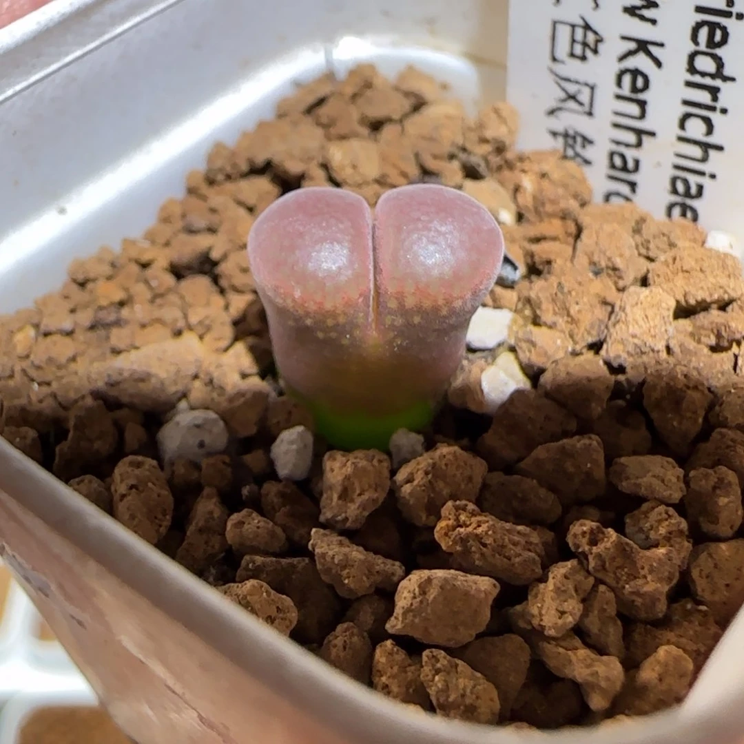 肉锥多肉植物组合-肯哈德658