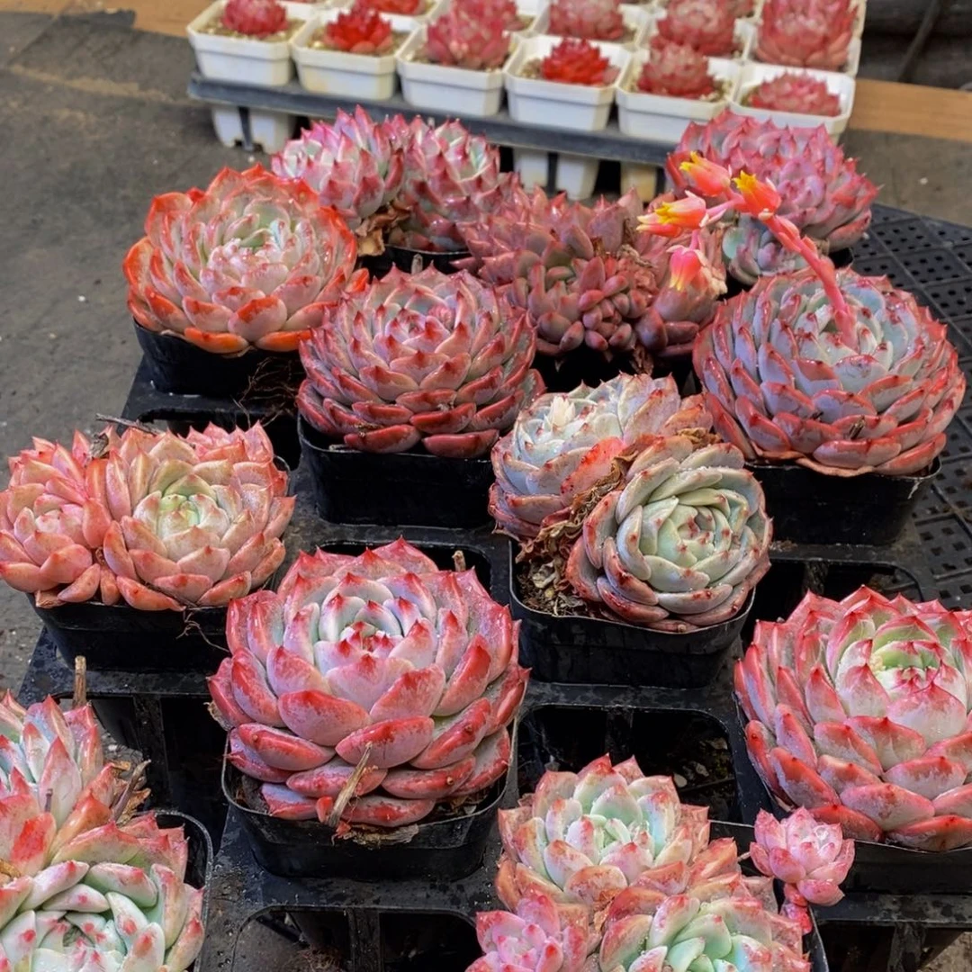 722多肉植物保护研究所所长助理