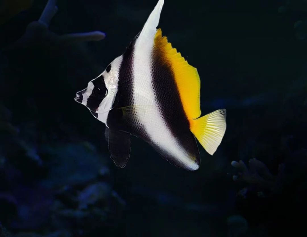 金鬼刀海水观赏鱼售后开箱视频免包装费