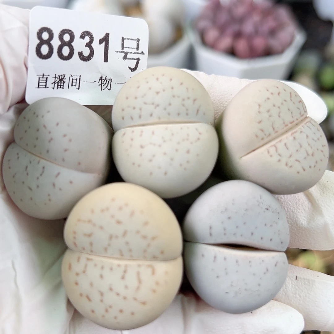 8831四年大白5个2.5cm左右