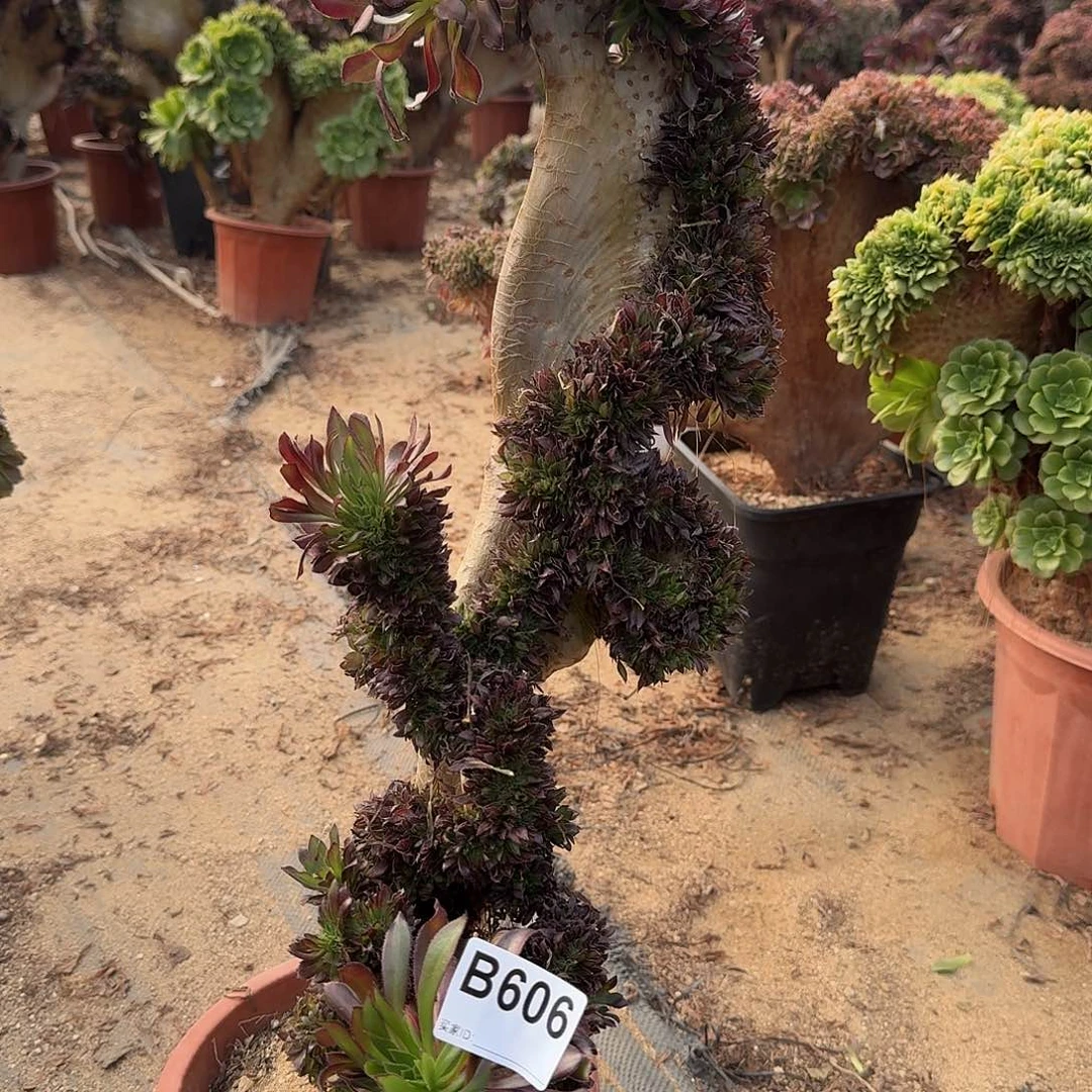 606黑法师有伤一颗52高度