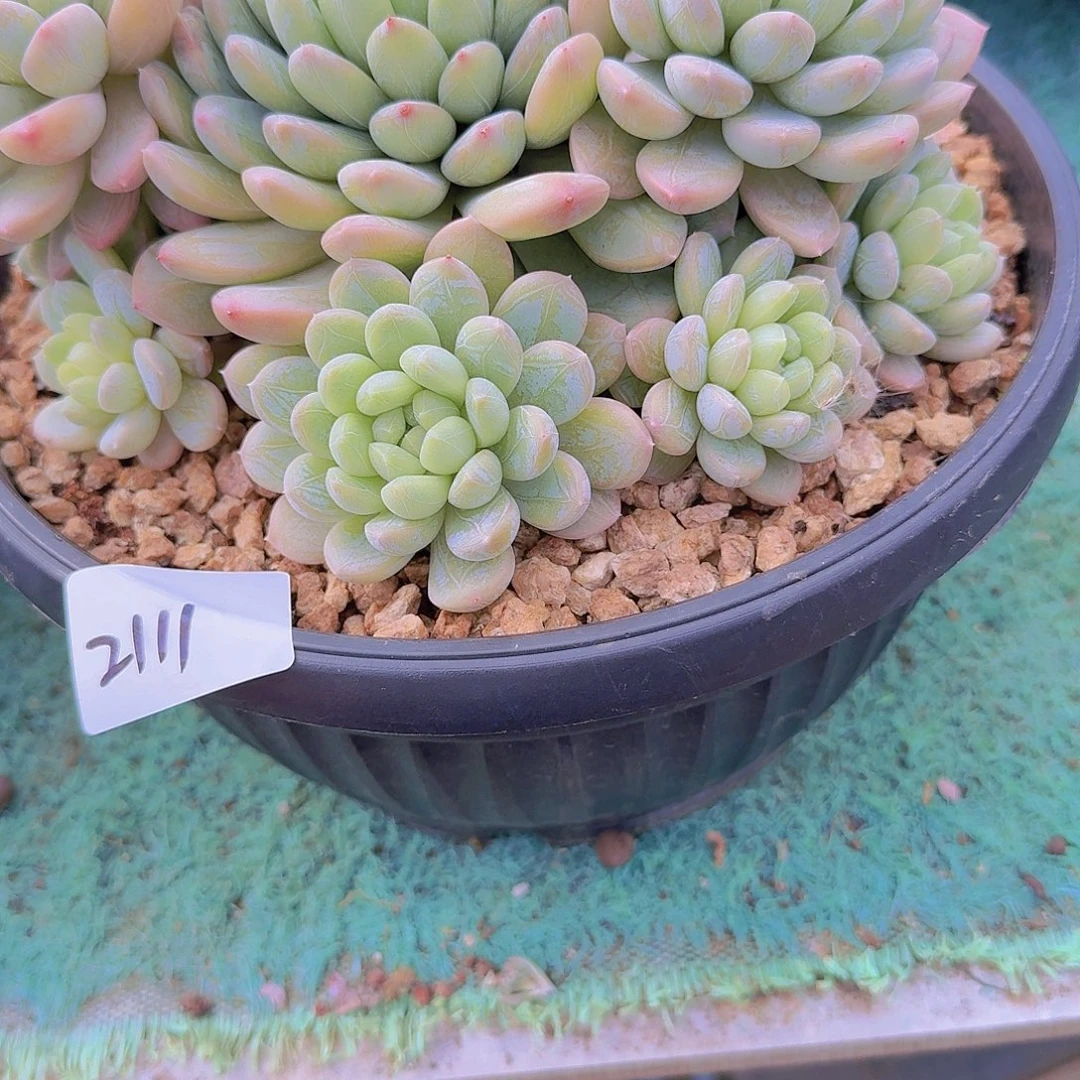 2111百搭翡翠多肉植物