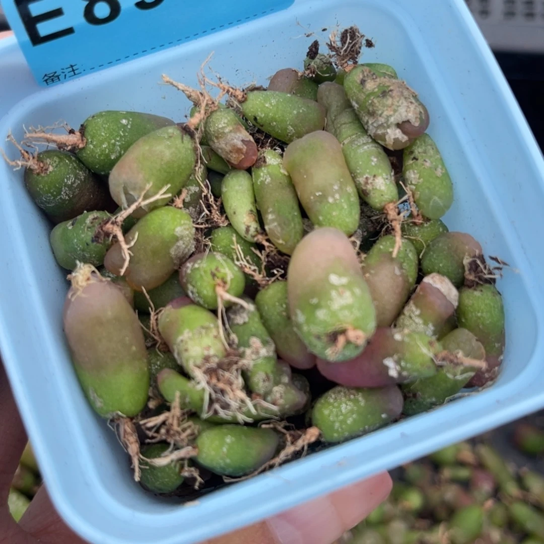 用***58989毛混合一盒。